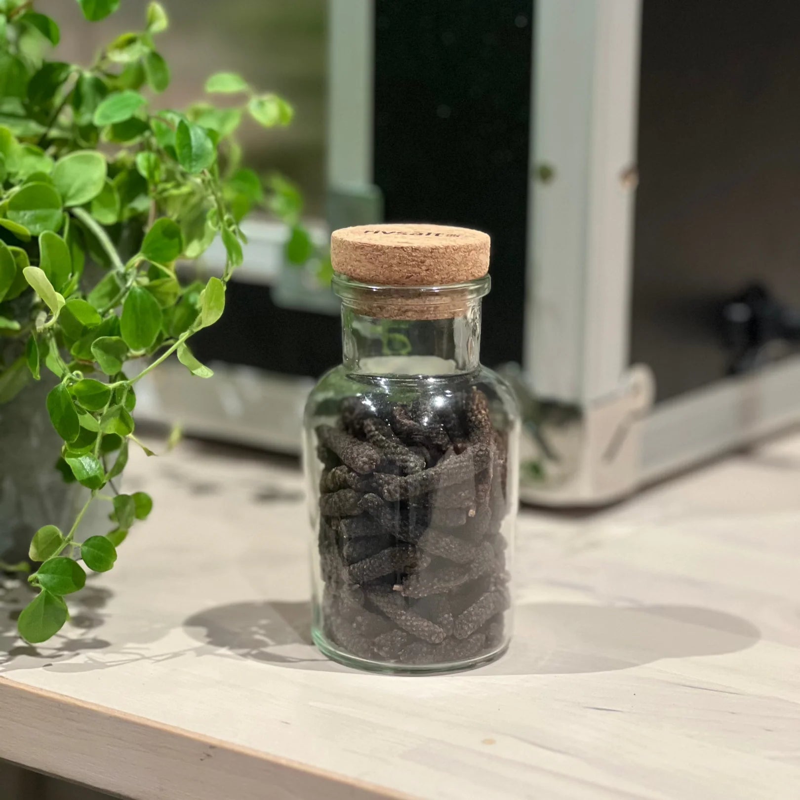 JAVA LONG PEPPER REFILL - Pfefferstangen in Glasflasche