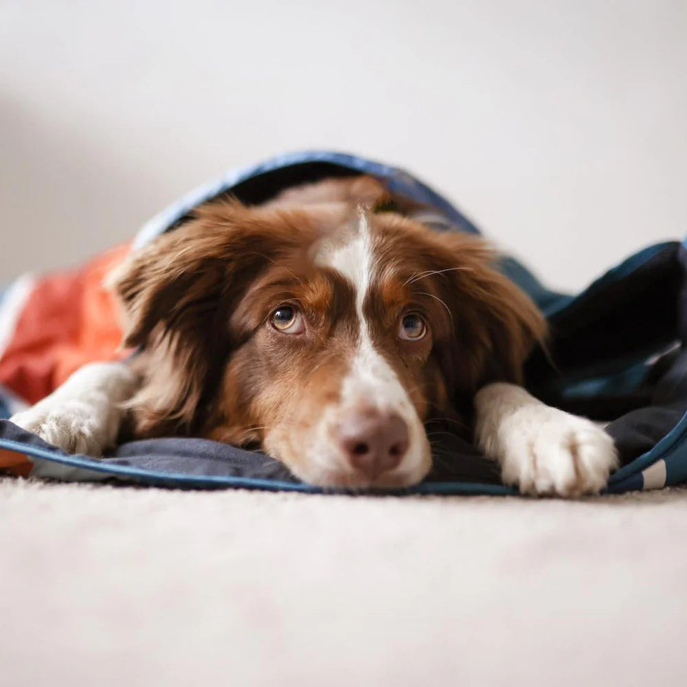 Pet Blanket